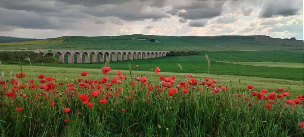 Buona la prima per “ArchitettinMurgia”, alla scoperta del Parco Nazionale tra natura, cultura ed architettura